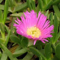 Hottentot Fig